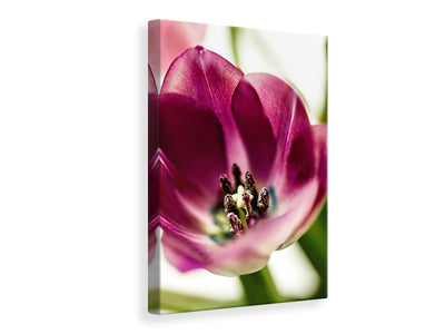 canvas-print-tulip-i