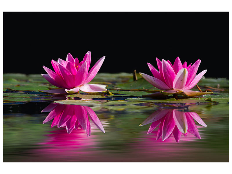 canvas-print-water-lilies-duo-in-pink