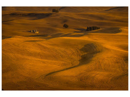 canvas-print-wheat-field-in-sunset-x