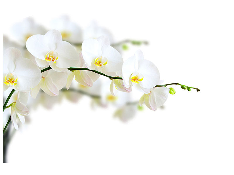 canvas-print-white-orchids