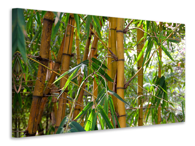 canvas-print-wild-bamboo