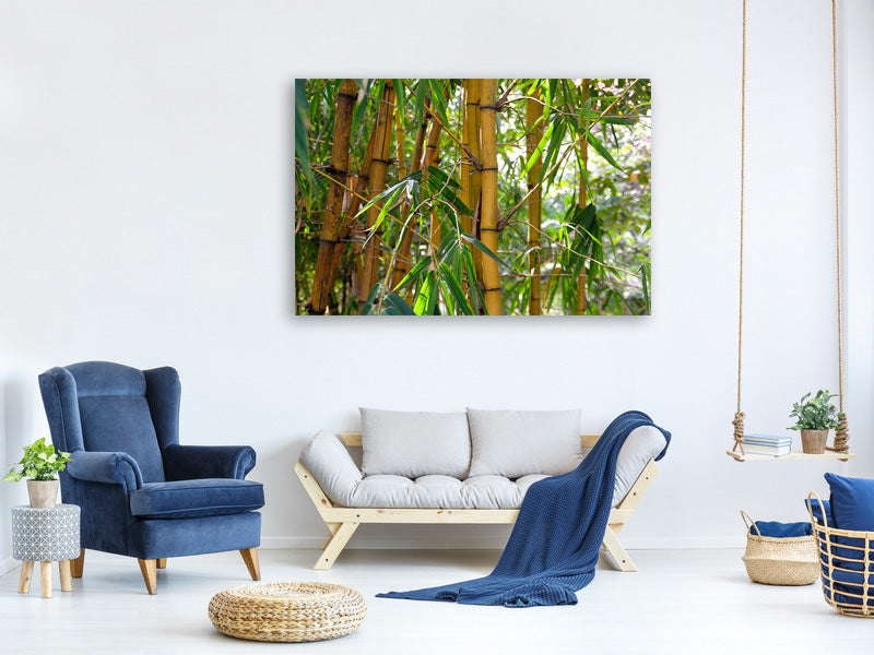 canvas-print-wild-bamboo