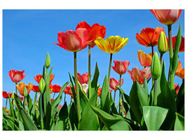 canvas-print-wild-tulips