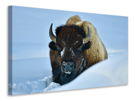 canvas-print-winter-bison