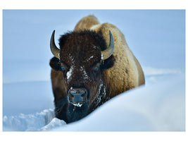 canvas-print-winter-bison