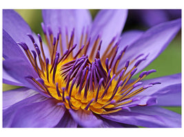 canvas-print-xxl-water-lily-in-purple