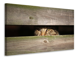 panoramic-canvas-print-cat-in-hiding