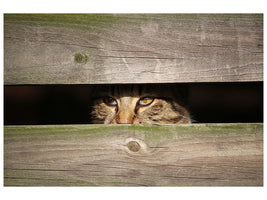 3-piece-canvas-print-cat-in-hiding
