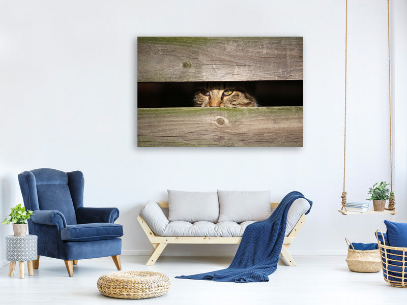 panoramic-3-piece-canvas-print-cat-in-hiding