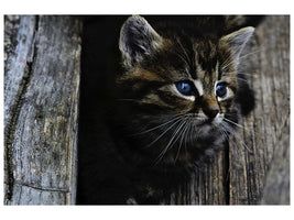 panoramic-canvas-print-cats-child