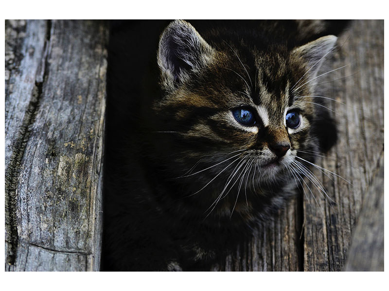 panoramic-canvas-print-cats-child