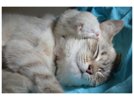 3-piece-canvas-print-cats-mom-with-baby