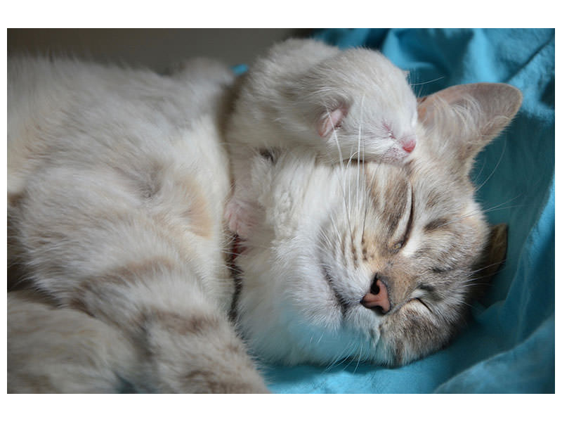3-piece-canvas-print-cats-mom-with-baby