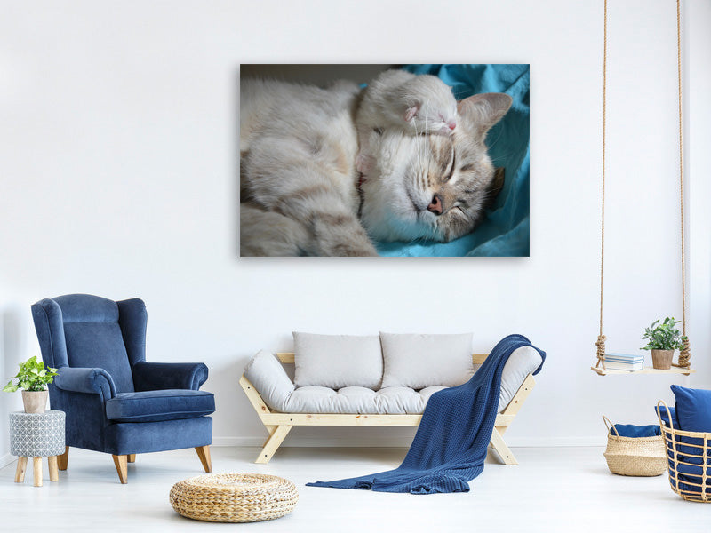 3-piece-canvas-print-cats-mom-with-baby