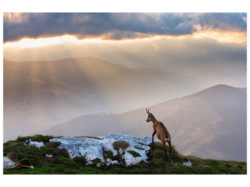 3-piece-canvas-print-chamois-in-piatra-craiului-romania