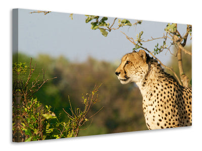 3-piece-canvas-print-cheetah-in-nature