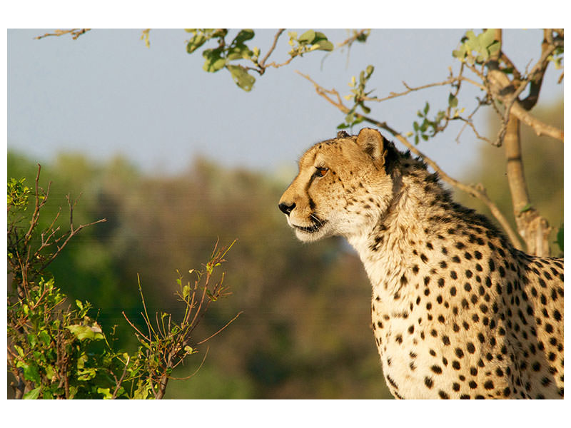 3-piece-canvas-print-cheetah-in-nature