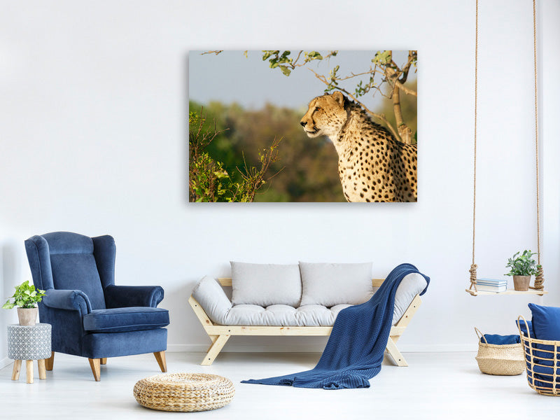 3-piece-canvas-print-cheetah-in-nature