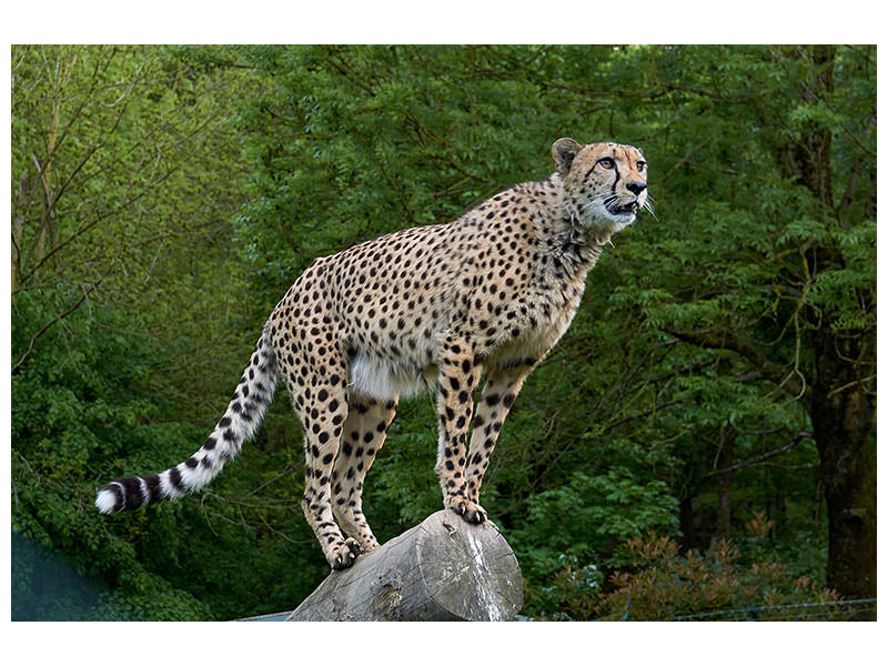 3-piece-canvas-print-cheetah-on-the-go