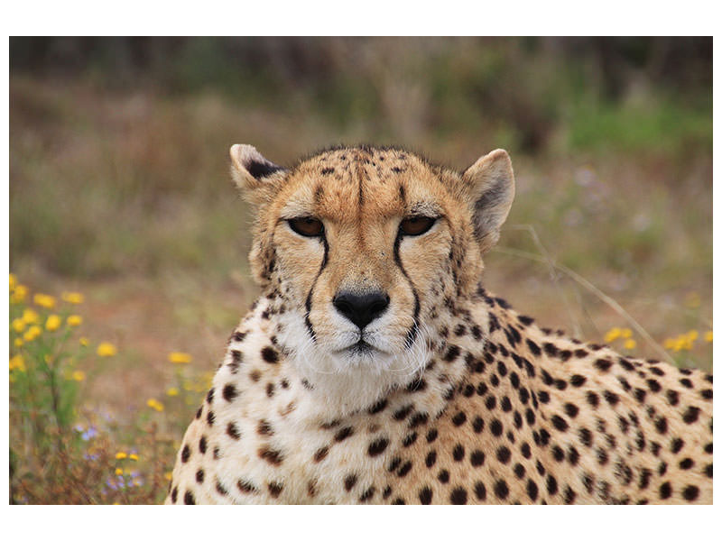 3-piece-canvas-print-cheetah-xl