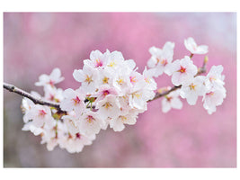 5-piece-canvas-print-cherry-blossoms-xxl