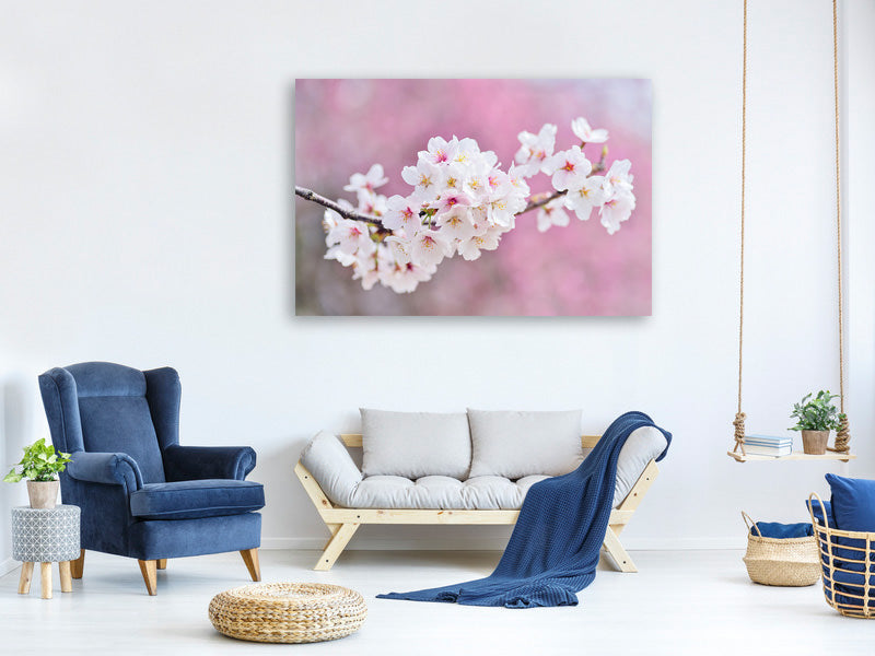 5-piece-canvas-print-cherry-blossoms-xxl