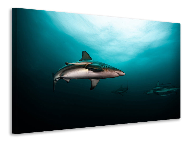 4-piece-canvas-print-circling