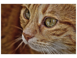 3-piece-canvas-print-close-up-cat39s-head