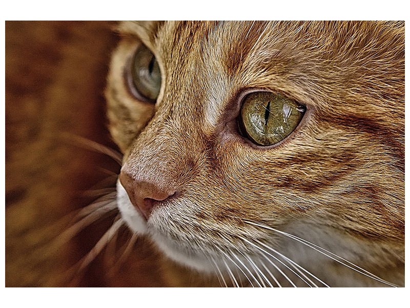 3-piece-canvas-print-close-up-cat39s-head
