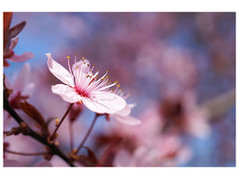 panoramic-3-piece-canvas-print-close-up-cherry-blossom