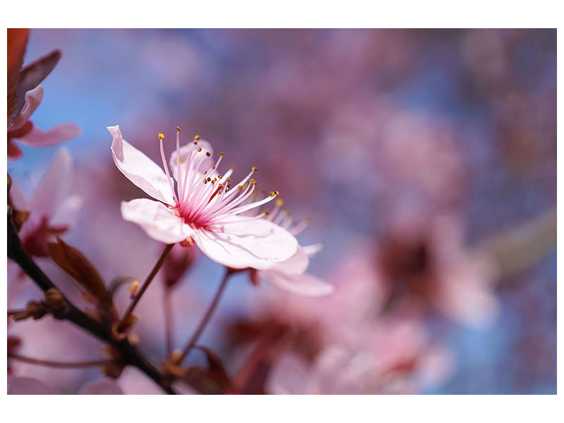 4-piece-canvas-print-close-up-cherry-blossom