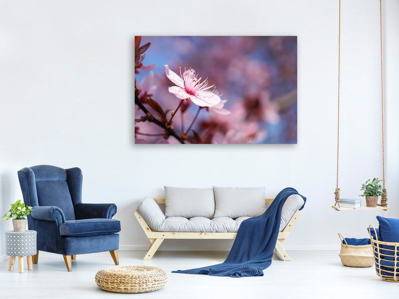 4-piece-canvas-print-close-up-cherry-blossom