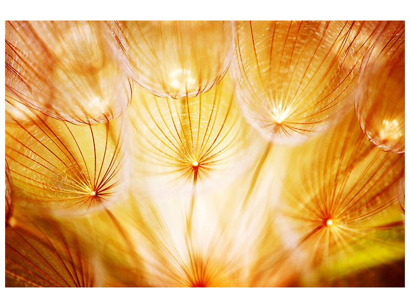 5-piece-canvas-print-close-up-dandelion-in-light