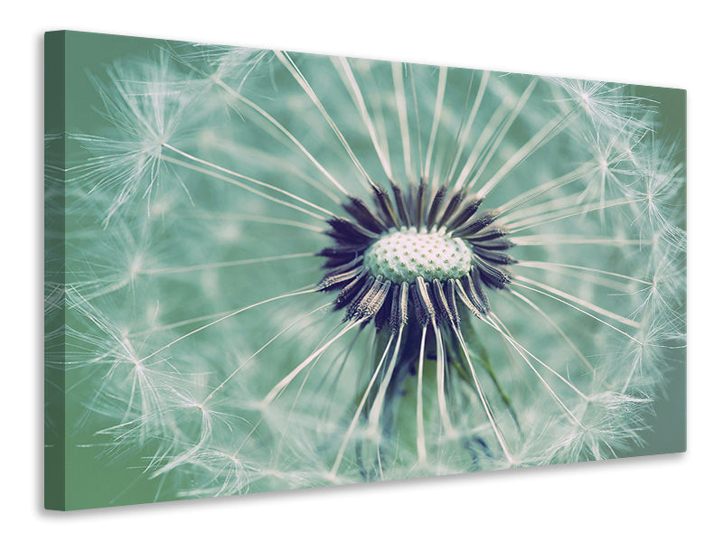 panoramic-3-piece-canvas-print-close-up-dandelion