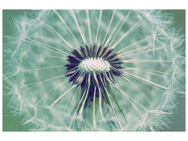 panoramic-3-piece-canvas-print-close-up-dandelion