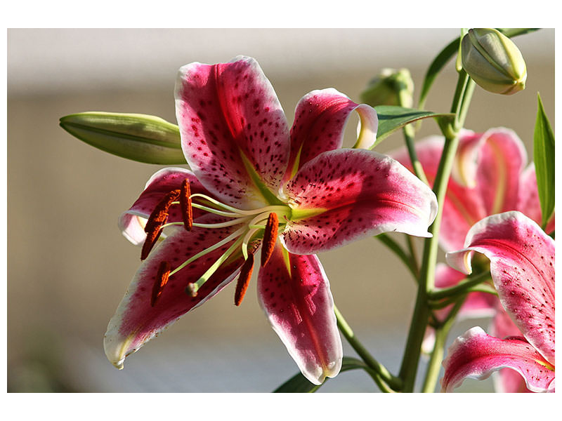 3-piece-canvas-print-close-up-lily-in-red