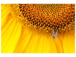 modern-3-piece-canvas-print-close-up-yellow-bud