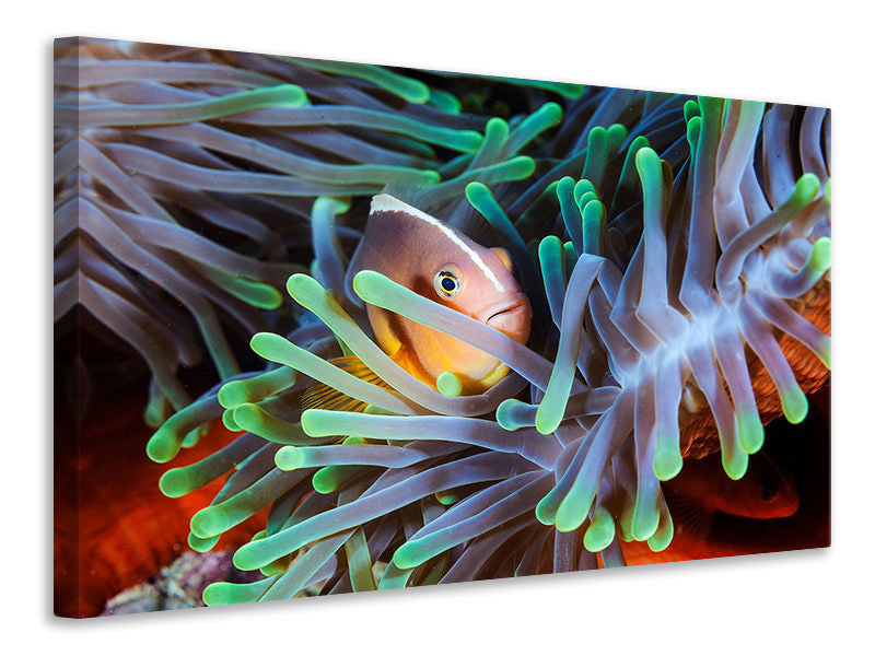 modern-3-piece-canvas-print-clownfish