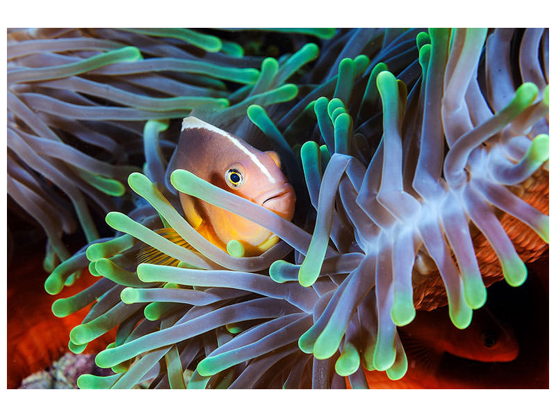 4-piece-canvas-print-clownfish