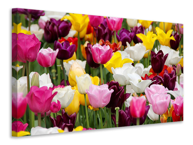 3-piece-canvas-print-colorful-tulip-field