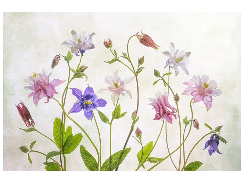 5-piece-canvas-print-columbine