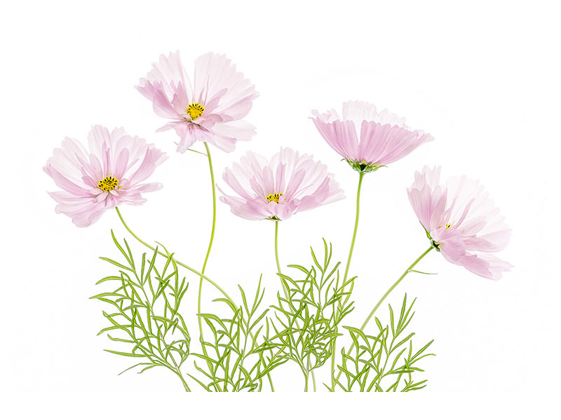 5-piece-canvas-print-cosmos-cupcake