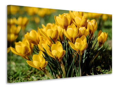 4-piece-canvas-print-crocuses-in-spring