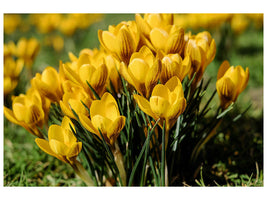 modern-3-piece-canvas-print-crocuses-in-spring