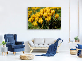 modern-3-piece-canvas-print-crocuses-in-spring