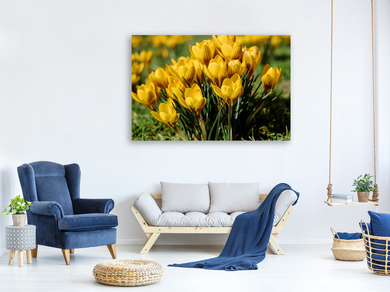 modern-3-piece-canvas-print-crocuses-in-spring