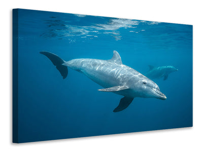 3-piece-canvas-print-curious-dolphin