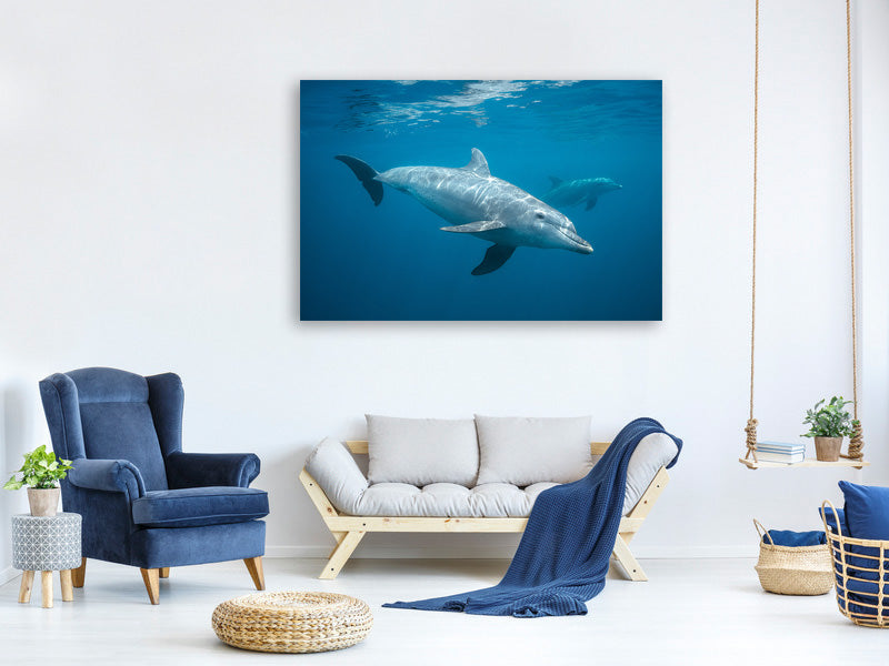 modern-3-piece-canvas-print-curious-dolphin