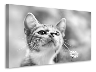 3-piece-canvas-print-curious
