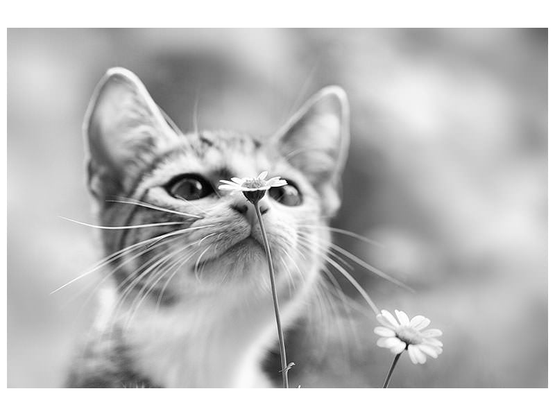 3-piece-canvas-print-curious